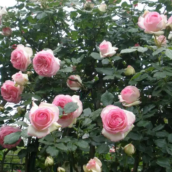 Roz, cu dosul petalelor albe la înflorire - trandafiri târâtori și cățărători, Climber